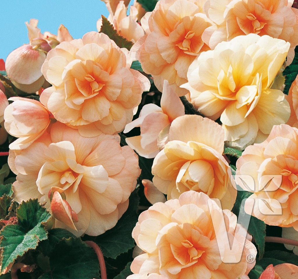 Begonia zwisająca Rosana Champagner V SADZONKI