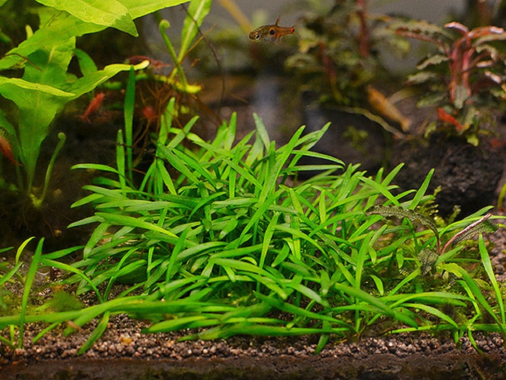 CRYPTOCORYNE PARVA