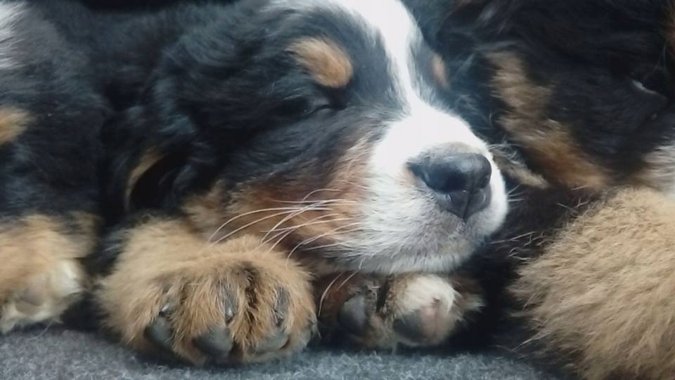 Berneński pies pasterski FCI okazja !! Piękne