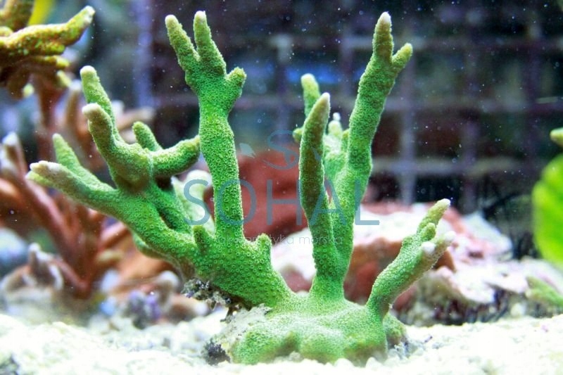 Montipora Digitata zielona Koralowiec Koral