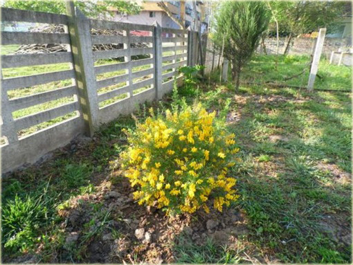 krzewy Żarnowiec żółty Cytisus racemosus
