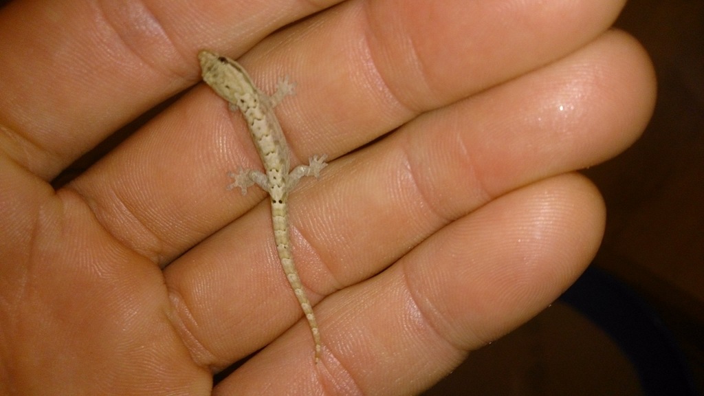Gekon płaczący  ( Lepidodactylus lugubris  )