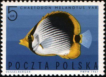 Zestaw 1967 - Ryby egzotyczne - znaczki  (2)