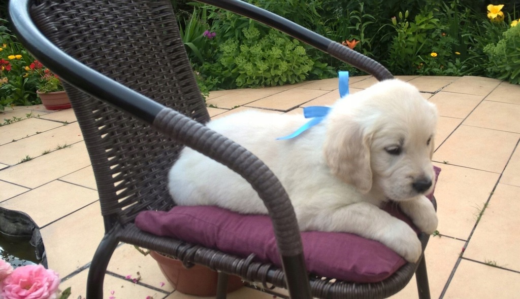 Golden retriever szczeniaki