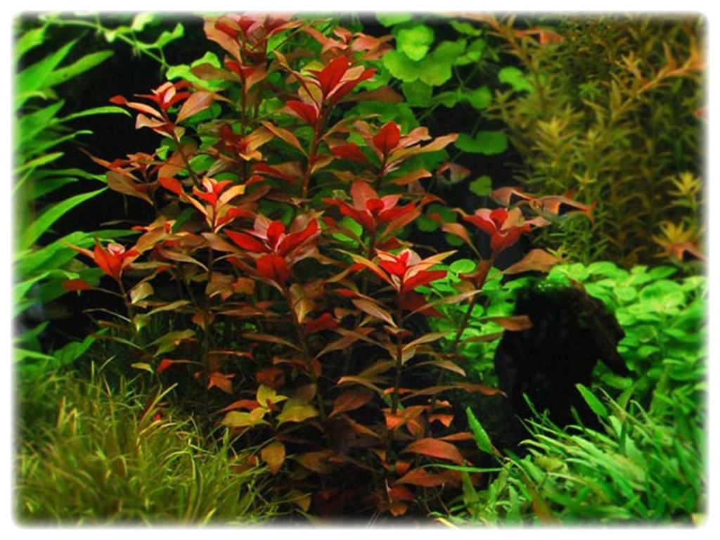 113. Ludwigia MESAKANA in vitro porcja