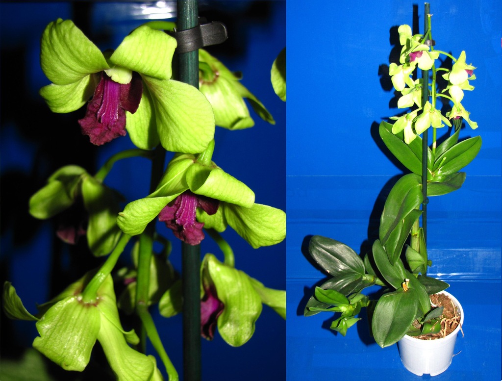 dendrobium phalenopsis storczyk ANNA GREEN