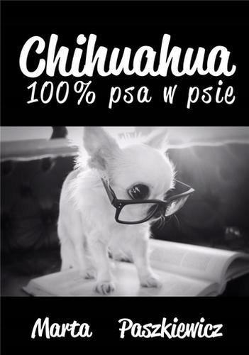 Paszkiewicz Chihuahua 100% psa w psie