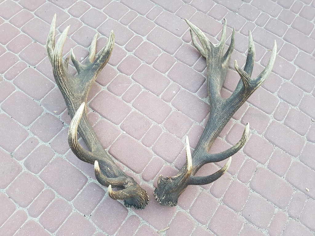 Para NATURALNA 8.3kg DWUDWUDZIESTAK poroże jelenia