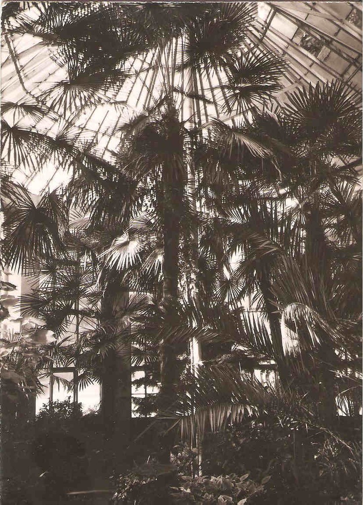 OLIWA --- ROŚLINY W ALPINARIUM --- 1962