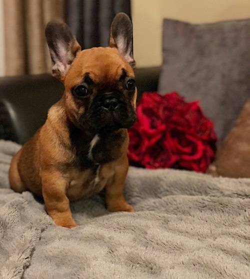 Buldog francuski buldozek buldogi buldożek paszpor