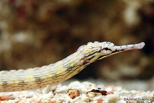 Corythoichthys polynotatus	Yellow-spotted Pipefish