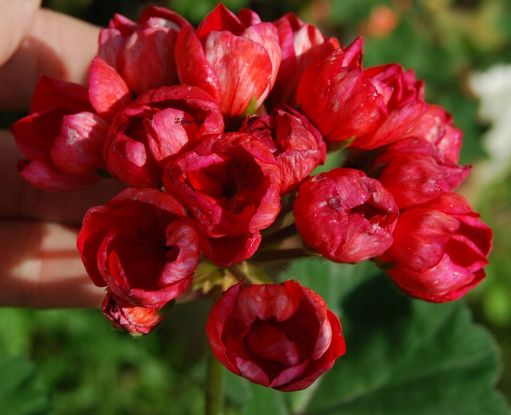Pelargonia Tulipanowa Red Pandora