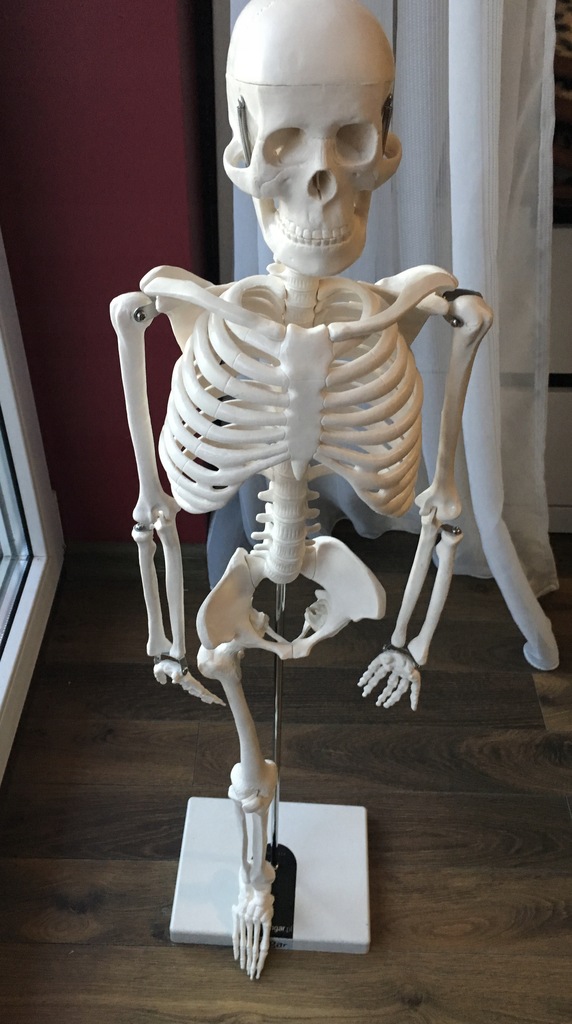 Model szkielet człowieka 1/2 wielkości naturalnej