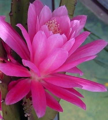 Epiphyllum, kaktus - sadzonka