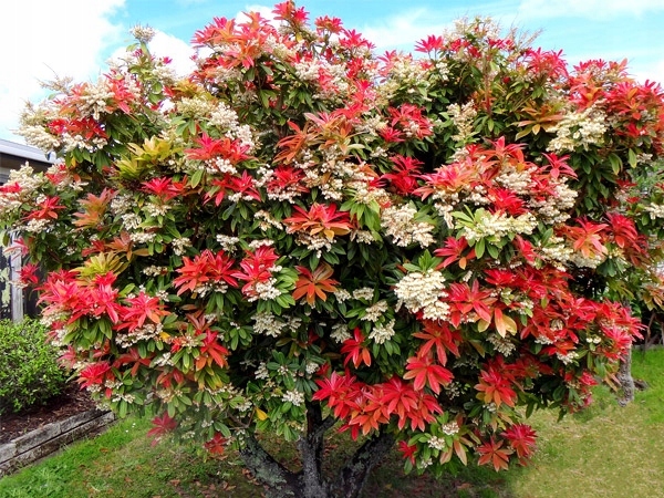 PIERIS FOREST FLAME OGNISTO-CZERWONY ~SADZ. 50 CM