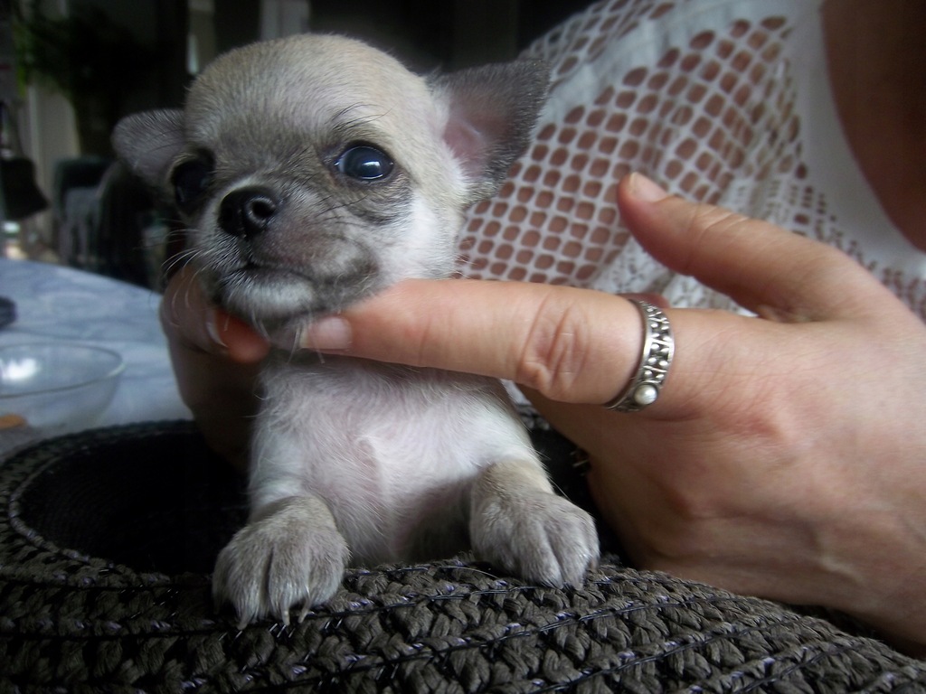 Krótkowłosa miniaturowa 4 mieś.suczka Chihuahua