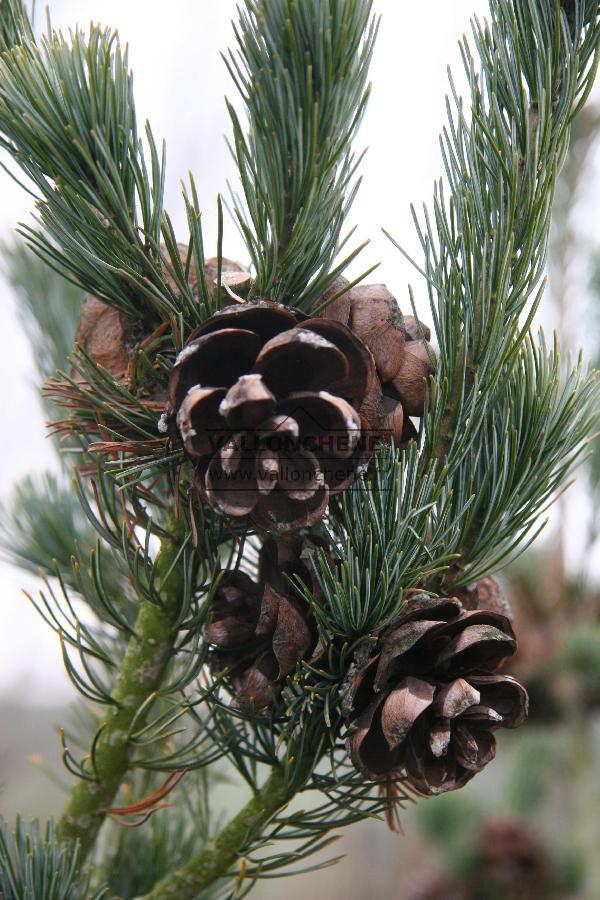 Pinus parviflora 'Ryu-ju' - Sosna drobnokwiatowa