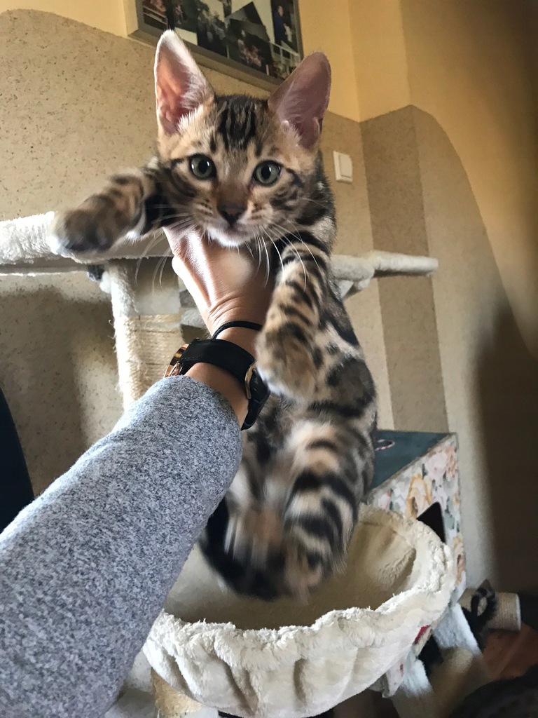 Kot bengalski