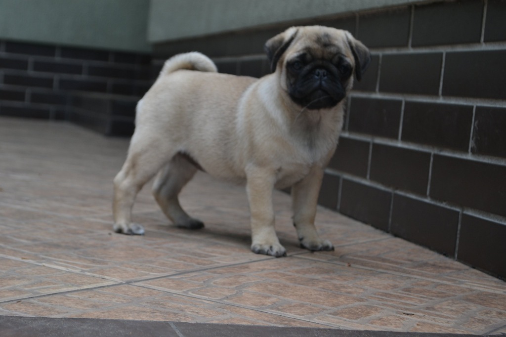 mopsy,Mops z rodowodem FCI