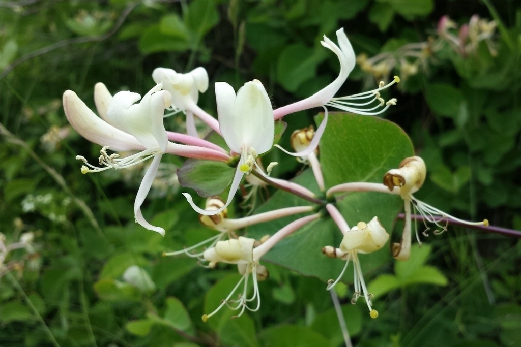 WICIOKRZEW PRZEWIERCIEŃ Lonicera CAPRIFOLIUM BIAŁY
