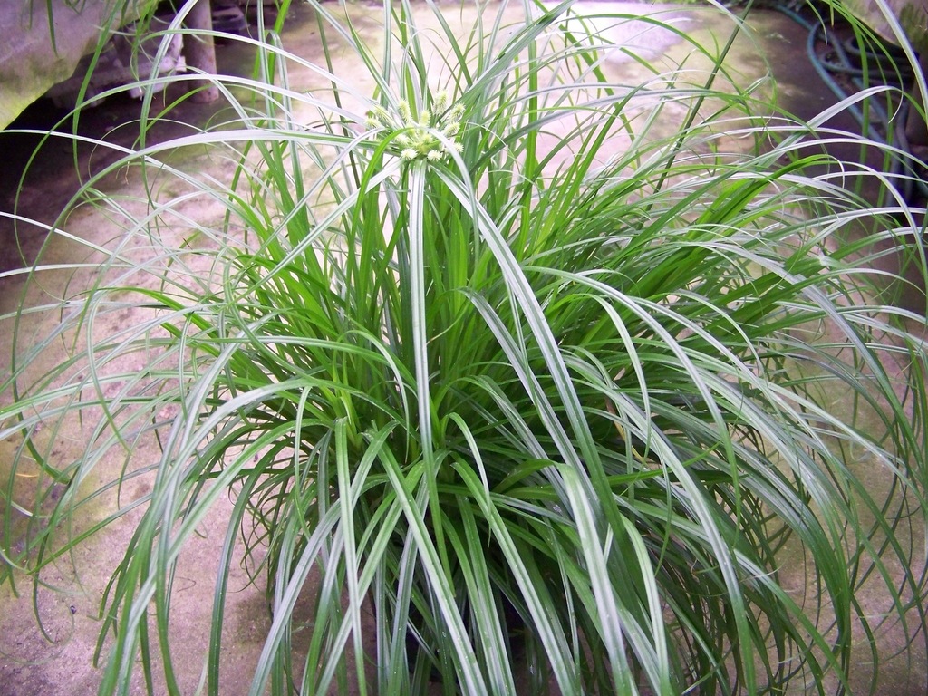 PAPIRUS-CYPERUS-CIBORA-TRAWA DLA KOTA