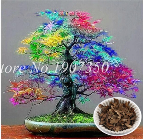 182. nasiona Bonsai kolorowy