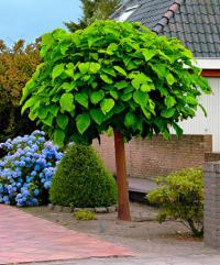 CATALPA Odstrasza komary KWITNIE Katalpa Szkółka
