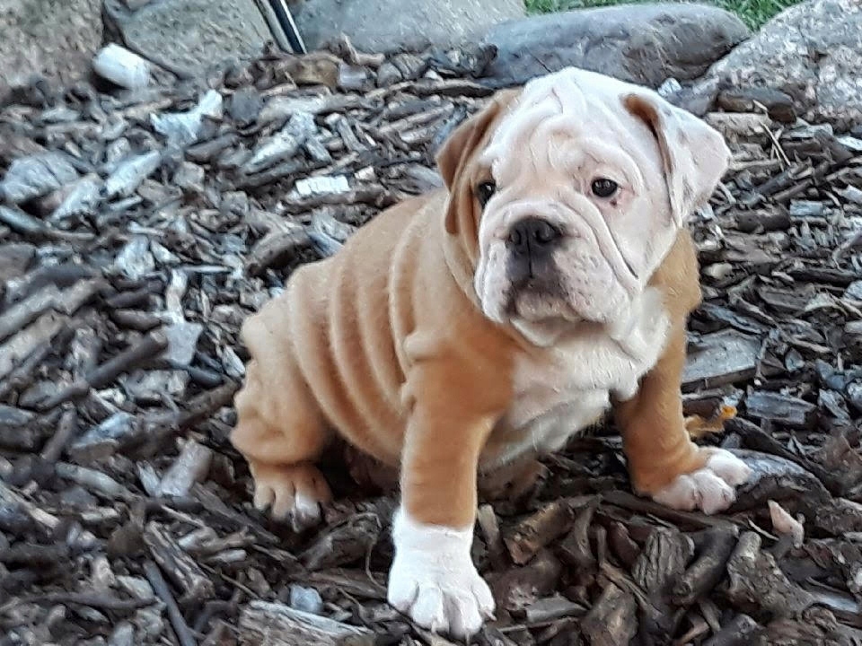 Buldogi angielskie po Multi Championie!