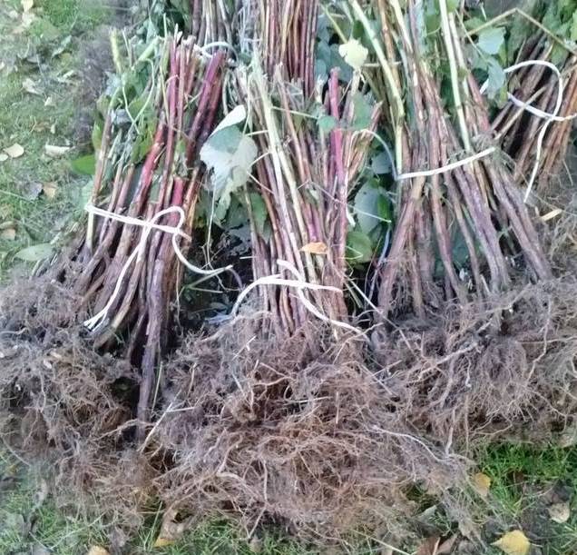 Malina maliny sadzonki malin jesiennych 0,35zł/szt