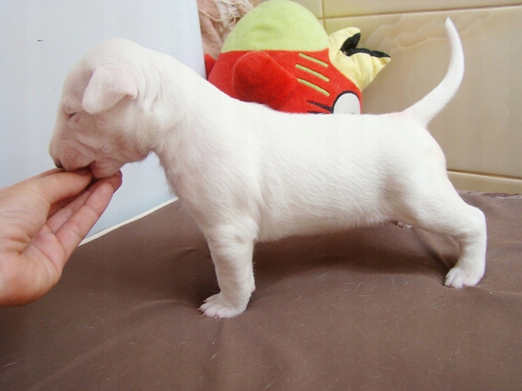 Bulterier, bullterrier, szczenię z rodowodem ZKwP