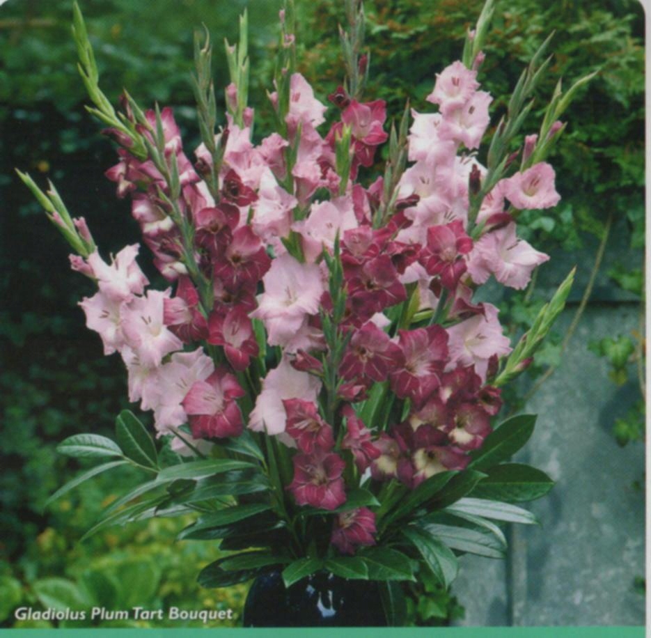 acm MIECZYK GLADIOLUS 2 KOLORY 25 DUŻYCH CEBUL