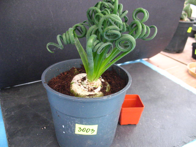 Kaktusy Albuca spiralis nr 3003 don11cm