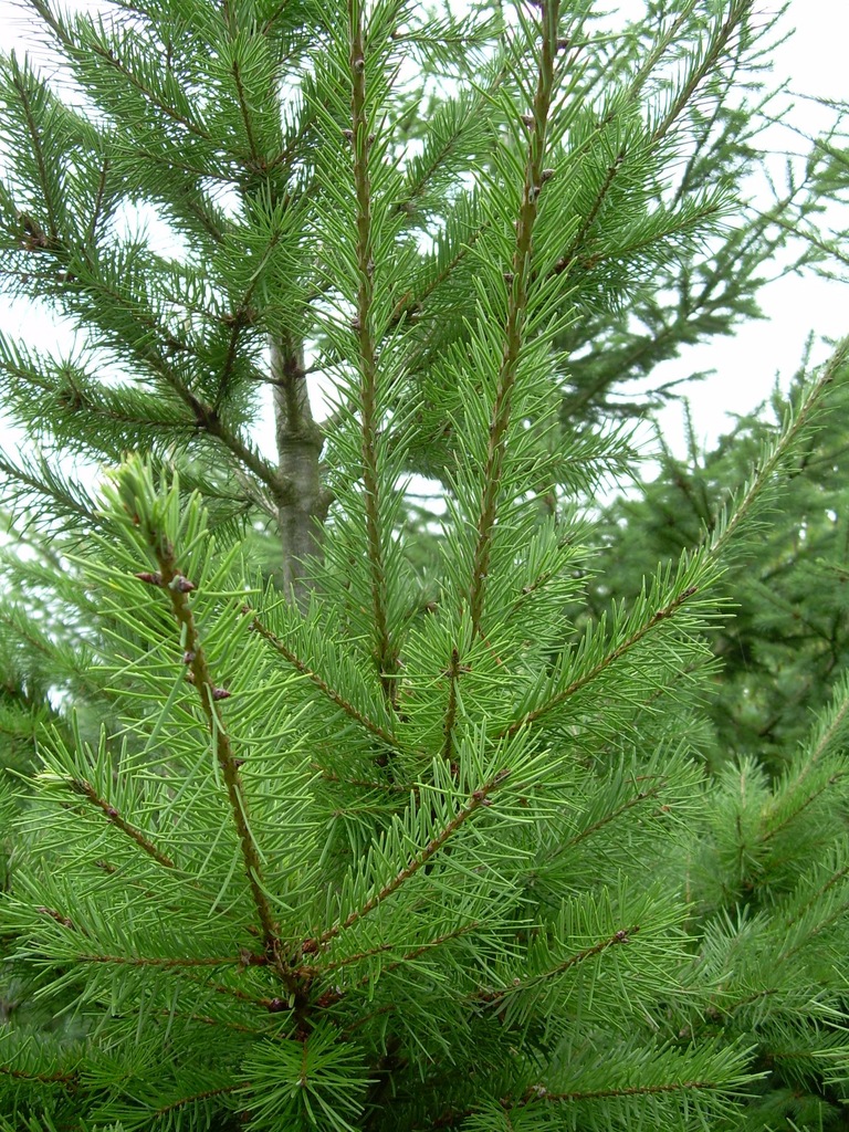Daglezja zielona na żywopłot, choinki, ogród 80 cm