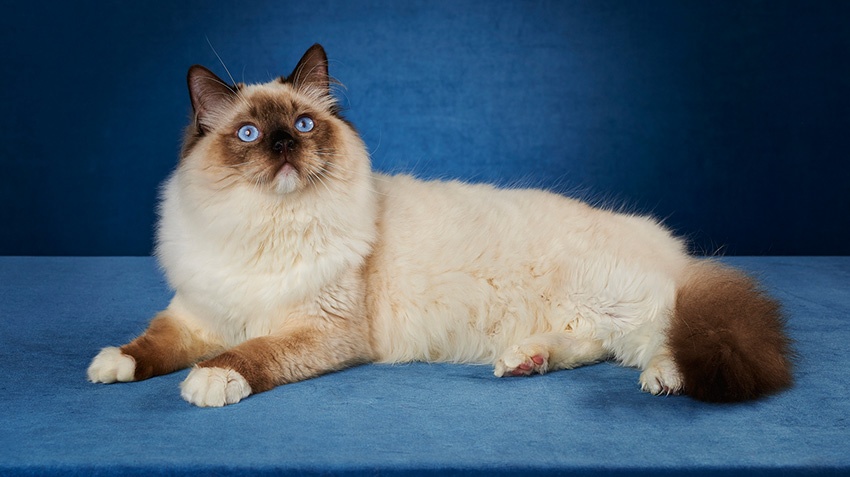 Koty ragdolle Ragdoll z rodowodem po utytułowanych