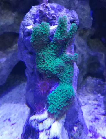 Morskie akwarium-montipora zielona