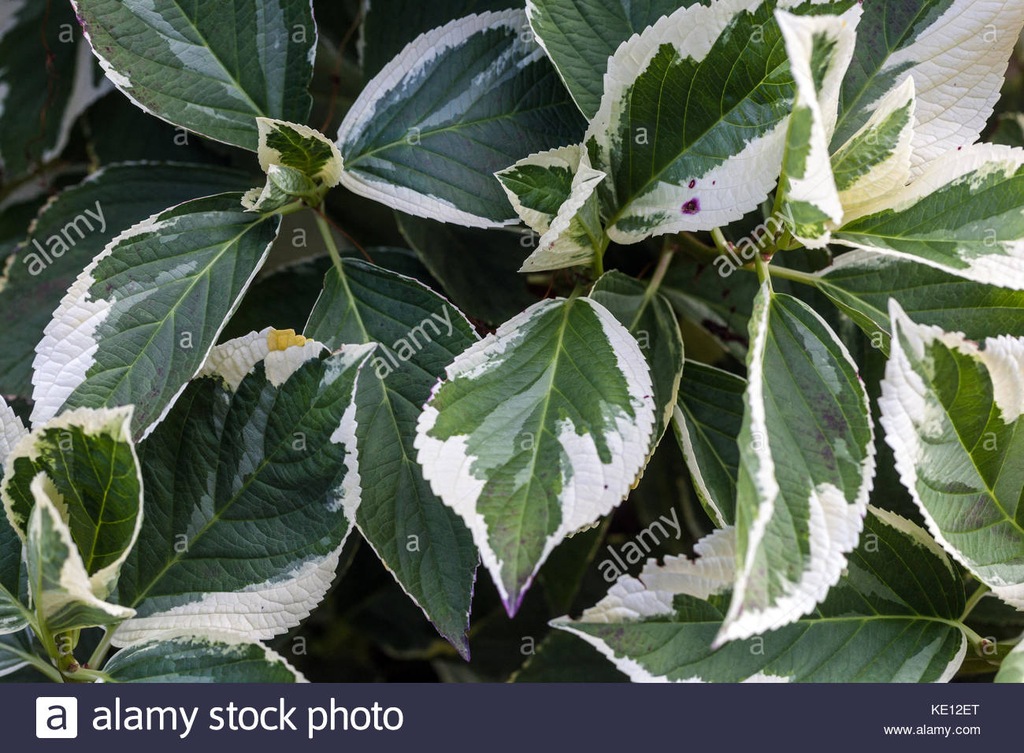 Atrakcyjna cały sezon hortensja mariesii variegata