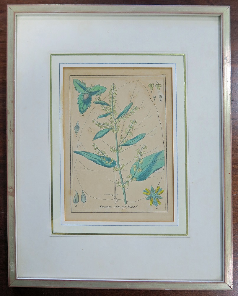 Litografia barwna, kwiat, XIX w.