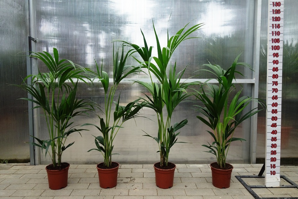 HOWEA FORSTERIANA KENTIA KENCJA PALMA DOMOWA PALMY