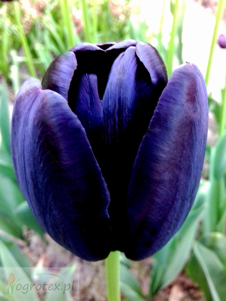 TULIPANy  Queen of Night - cena za 5 sztuk