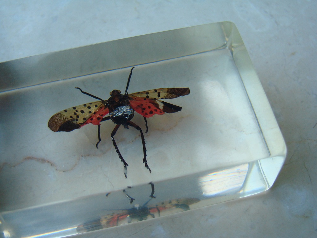 Fulgoromorpha - Fulgorokształtne
