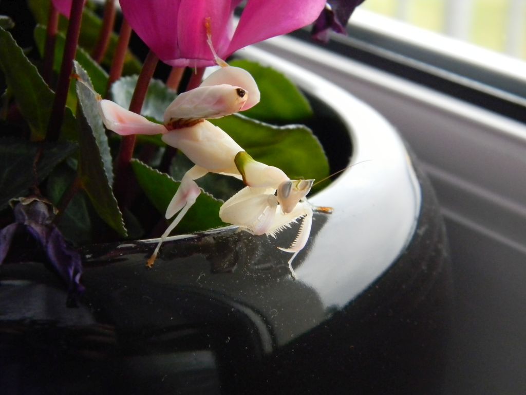 HIT - Modliszka storczykowa - Hymenopus coronatus