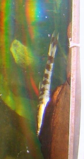 Otosek zebra Otocinclus Cocama