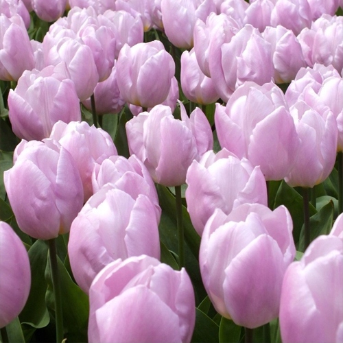 Tulipan wczesny CANDY PRINCE 5 szt