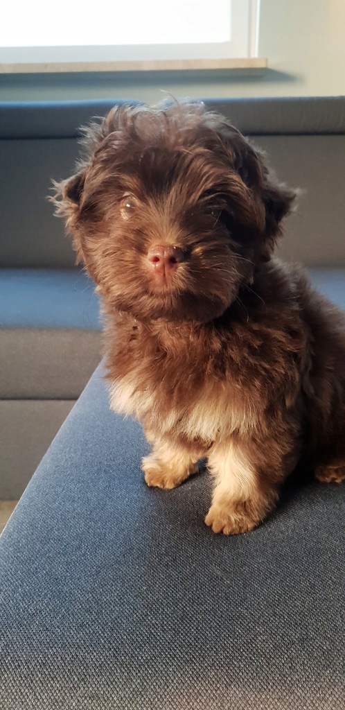 Chocolate Yorkshire Terrier.