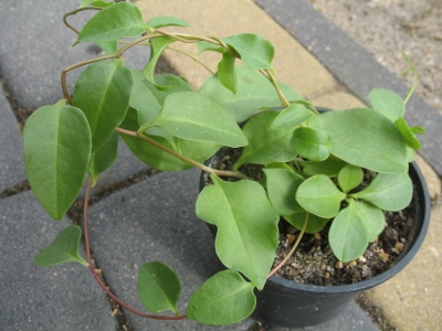 Anredera cordifolia caudex