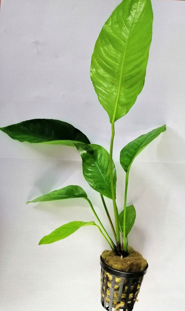 Anubias Crispus - [Koszyk]