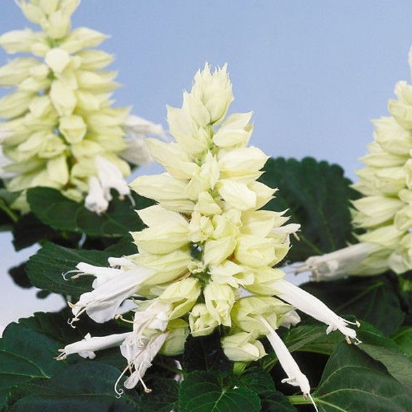 Szałwia błyszcząca Salvia splendens biała 10sztg