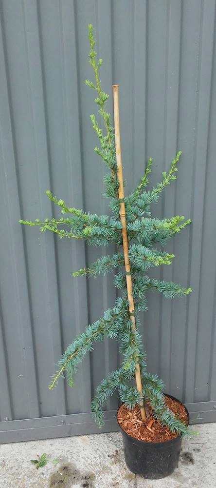 CEDR LIBAŃSKI FASTIGATA CEDRY CEDRUS C3L 110cm