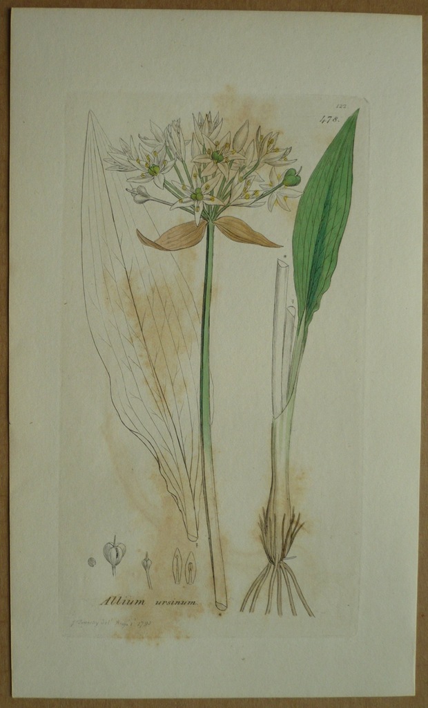 kwiat czosnek niedźwiedzi, oryg. 1793 + akware