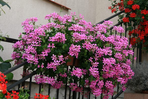 Pelargonia zwisająca RÓŻOWA ! DUŻA